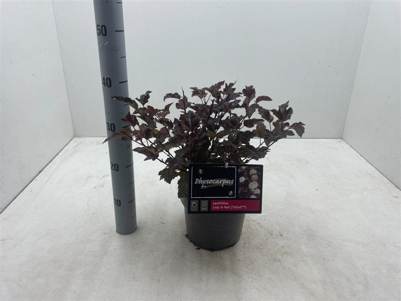 Physocarpus opulif. 'Lady in Red' ® - C3